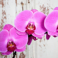 klein Rosa Orchidee Blumensamen zur Aussaat