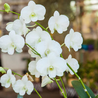 Schmetterlingsorchidee orchids Blumen Aussaat Blumensamen zur Aussaat lang Blüte Saison Traditionssorte & ohne Gentechnik Samen Hausgarten