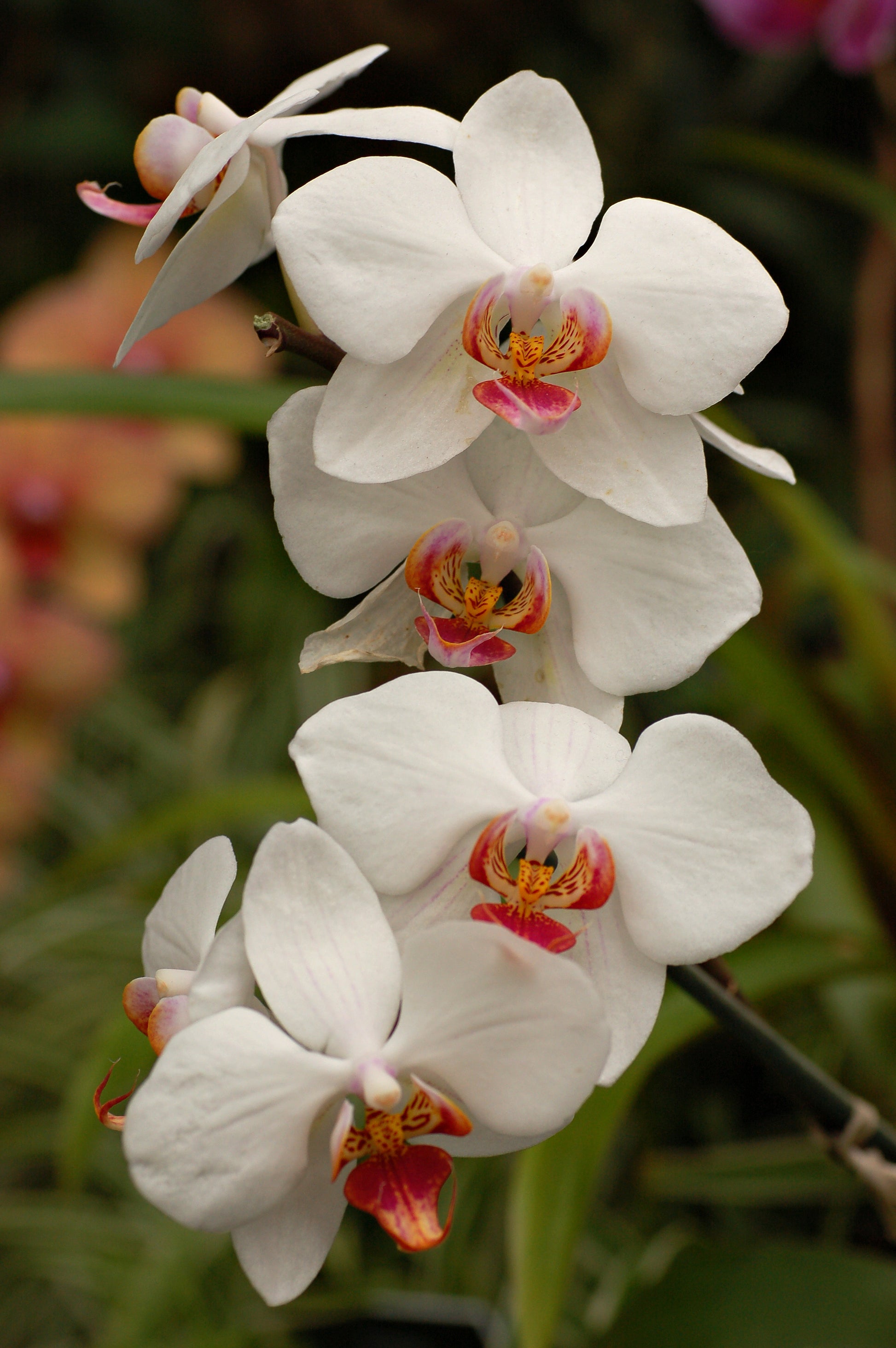 Weiß Schmetterlingsorchidee Orchidee Blumensamen zur Aussaat – Traditionssorte – ohne Gentechnik – Keimung biologisch Garten Samen