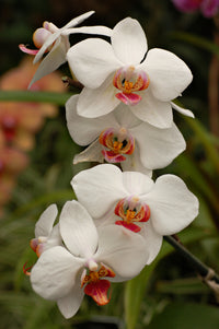Weiß Schmetterlingsorchidee Orchidee Blumensamen zur Aussaat – Traditionssorte – ohne Gentechnik – Keimung biologisch Garten Samen