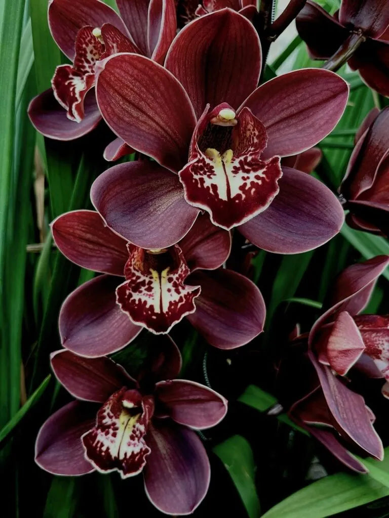 Rose Cymbidium Maxillaria Blumensamen zur Aussaat leuchtend Blüten Traditionssorte & ohne Gentechnik Samen Hausgarten