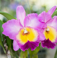 Cattleya Orchidee Samen Bonsai Aussaat – Multicolor Schmetterling Orchidee