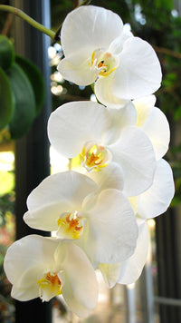Schmetterlingsorchidee Orchids Blumensamen zur Aussaat saisonal Dauerblüher Traditionssorte & ohne Gentechnik Samen Hausgarten
