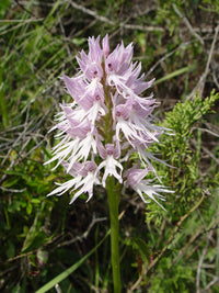 Orchis italica Blumensamen zur Aussaat farbenfroh Schau Traditionssorte & ohne Gentechnik Samen Hausgarten