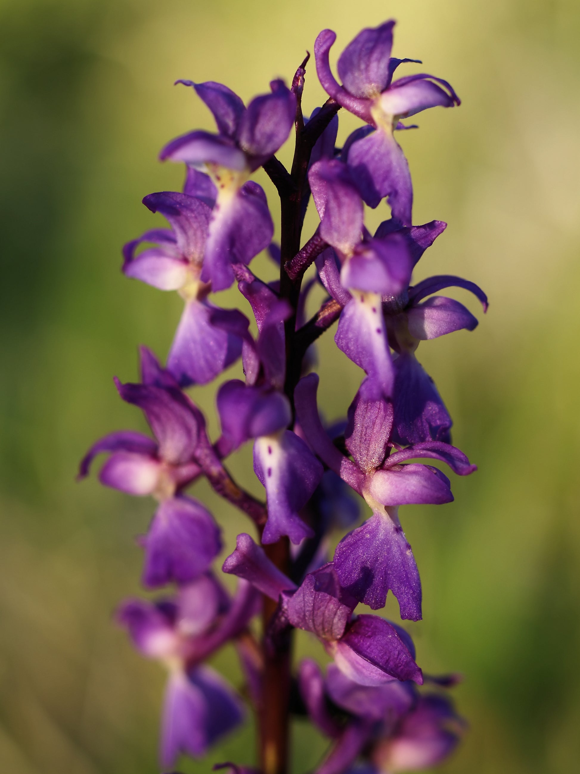Mascula Blumensamen zur Aussaat – Garten beliebt – Traditionssorte & ohne Gentechnik Samen Hausgarten