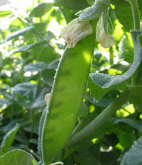 Oregon Sugar Pod Pea Samen zum Pflanzen - Crisp and Sweet Edible Pods