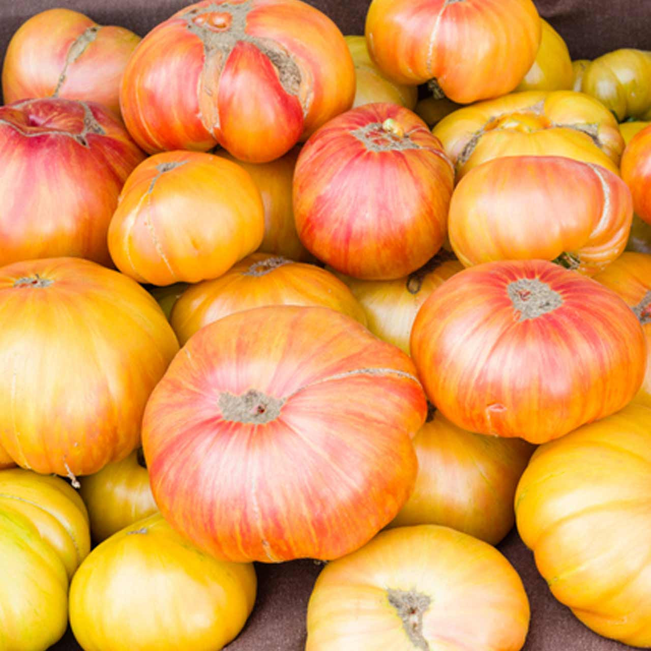 Copia Tomate Samen for Sweet, Juicy Traditionell Tomatees