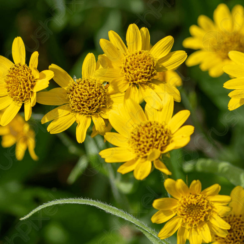 Gelb Meadow Arnica Blumensamen zur Aussaat – Drought verträglich – Traditionssorte & ohne Gentechnik Samen Hausgarten