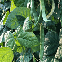 Green Romano Pole Bean Samen for Gemüse Planting