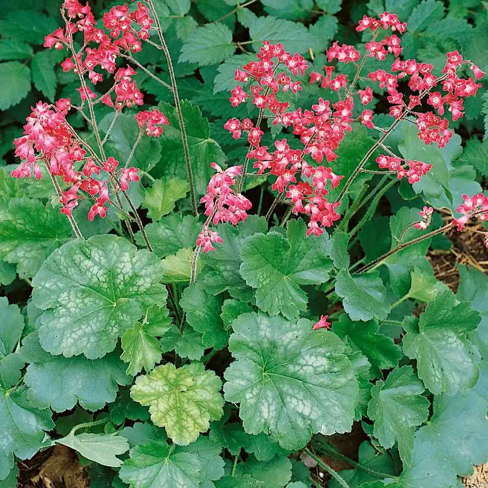 Heuchera Versatile Foliage Superstars Blumensamen zur Aussaat Drought verträglich Traditionssorte & ohne Gentechnik Samen Hausgarten