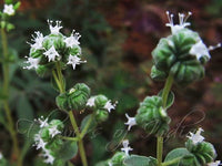 Blooming Sweet Marjoram with pale Blumen