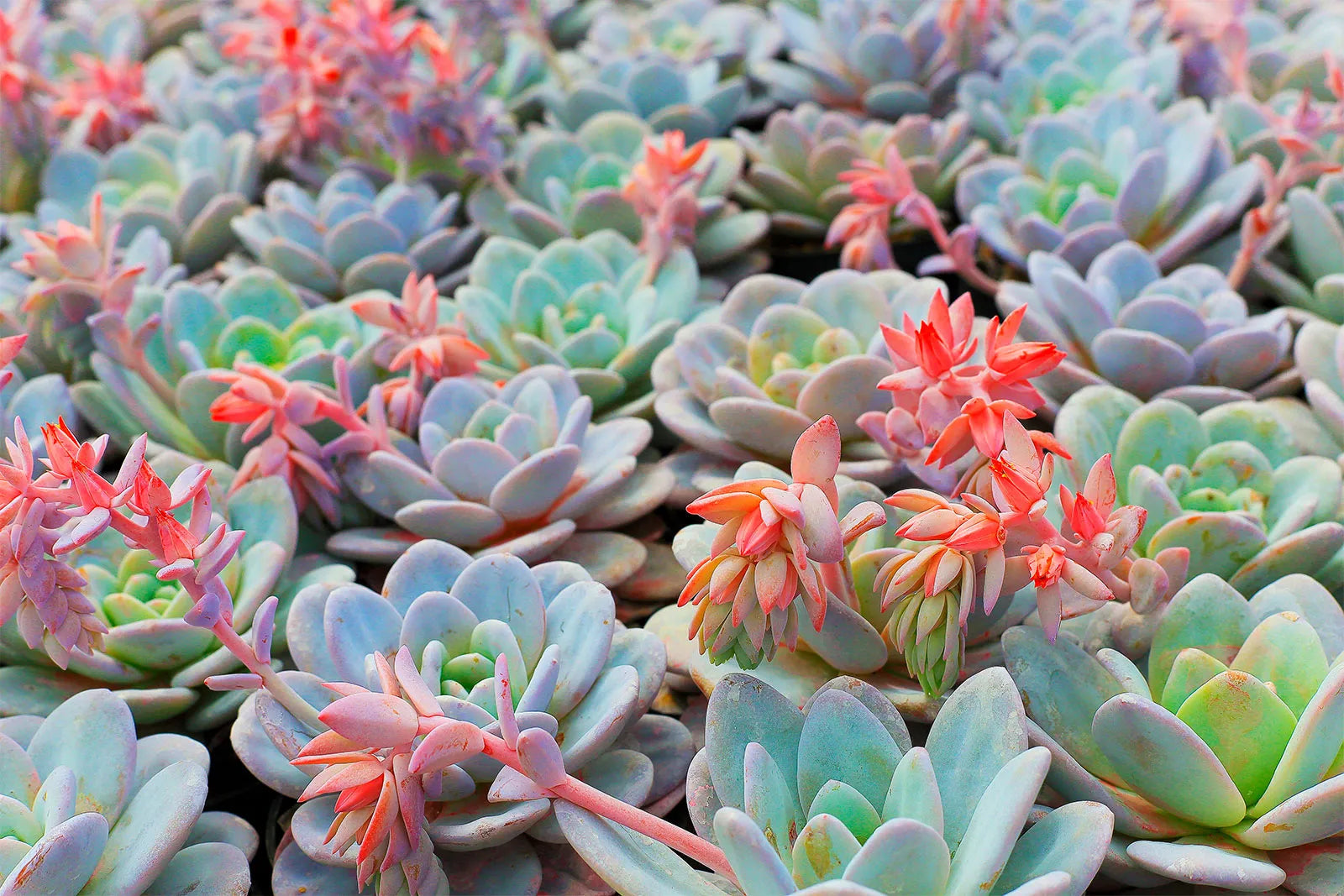 Gemischt Echeveria Succulent Blumensamen zur Aussaat Halbschatten verträglich Traditionssorte & ohne Gentechnik Samen Hausgarten