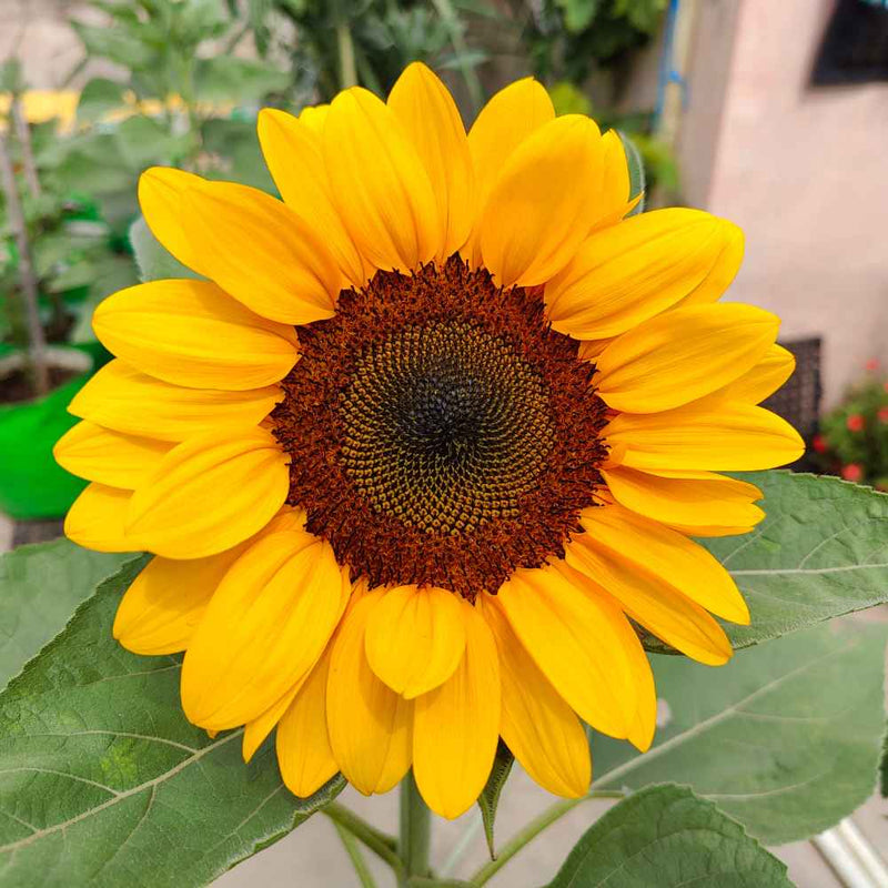 Sonnenblume Blumensamen zur Aussaat robust Sorte Traditionssorte & ohne Gentechnik Samen Hausgarten