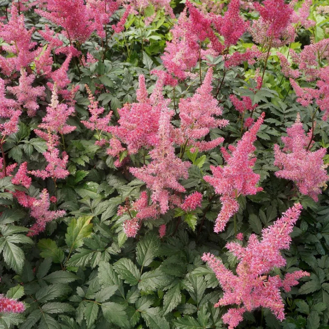 Ornamental astilbe perennials