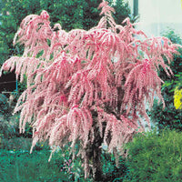 Ornamental tamarix ramosissima shrub samen