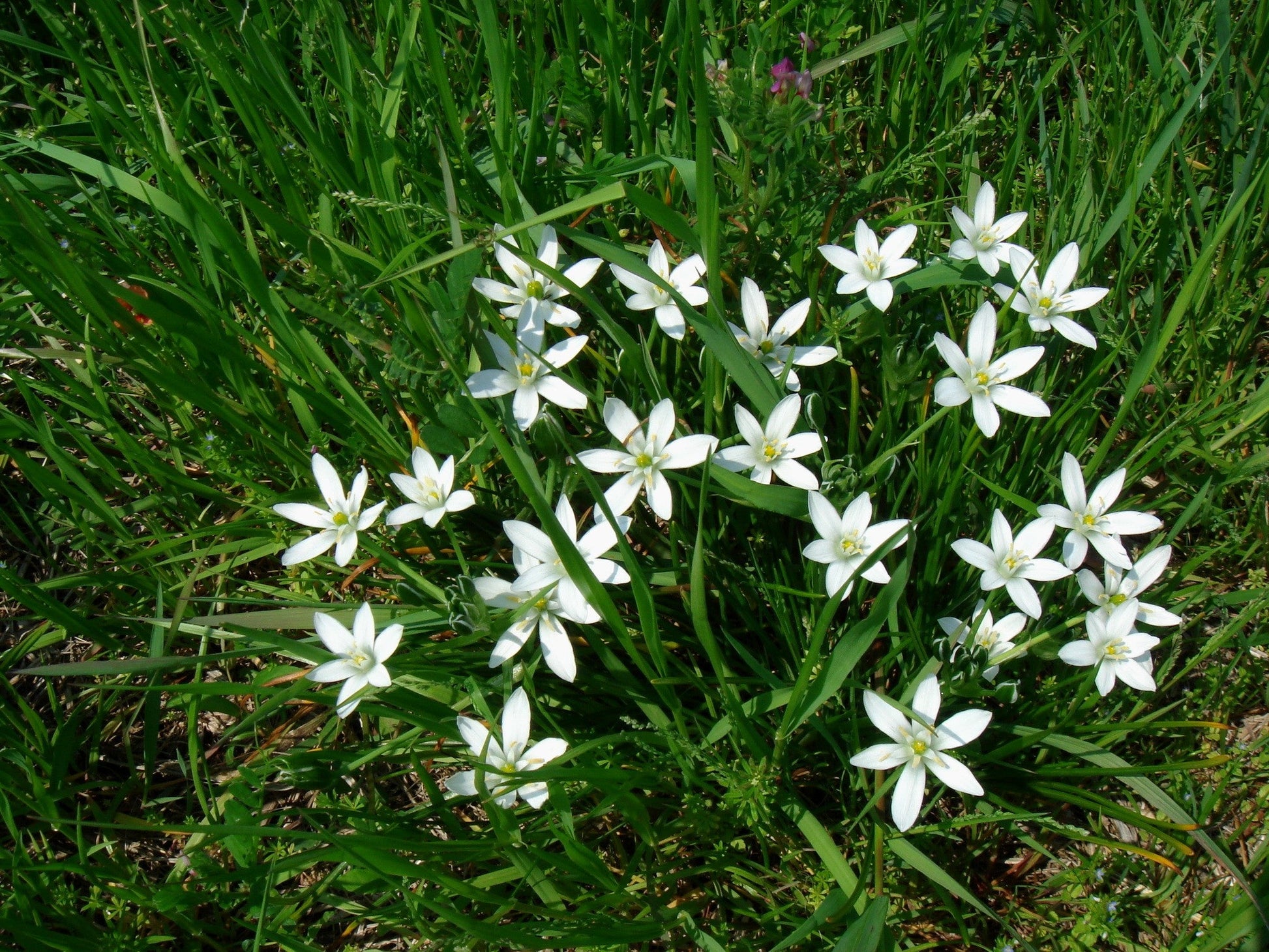 Star Bethlehem Blumensamen zur Aussaat