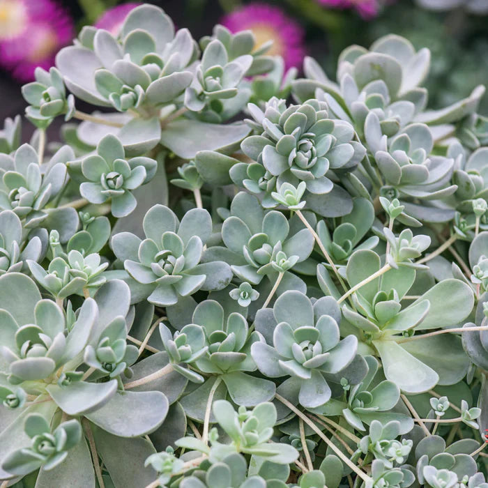 Orostachys (orostachys blume) samen for anpflanzung in home garten