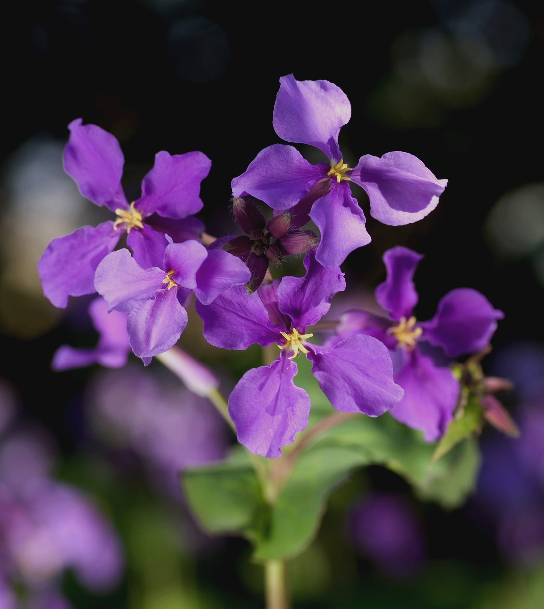 Lila Stein Cress Blumensamen zur Aussaat – Drought verträglich – Traditionssorte & ohne Gentechnik Samen Hausgarten