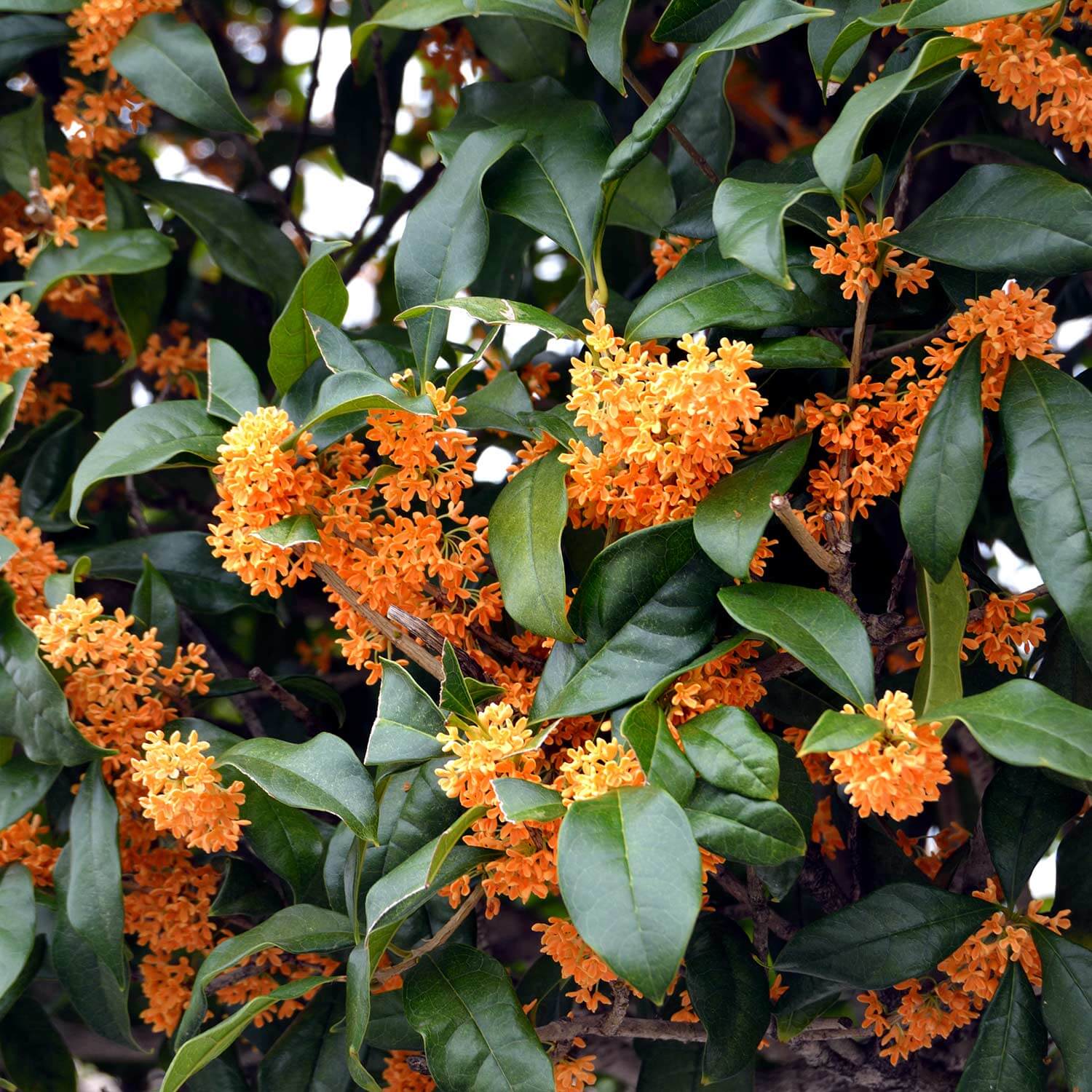 Gelbe Osmanthus fragrans Blume Samen für einfaches Anpflanzen