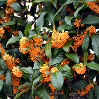 Gelbe Osmanthus fragrans Blume Samen für einfaches Anpflanzen