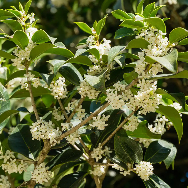 Gelbe Osmanthus fragrans Blume Samen für einfaches Anpflanzen