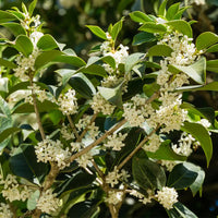 Gelbe Osmanthus fragrans Blume Samen für einfaches Anpflanzen