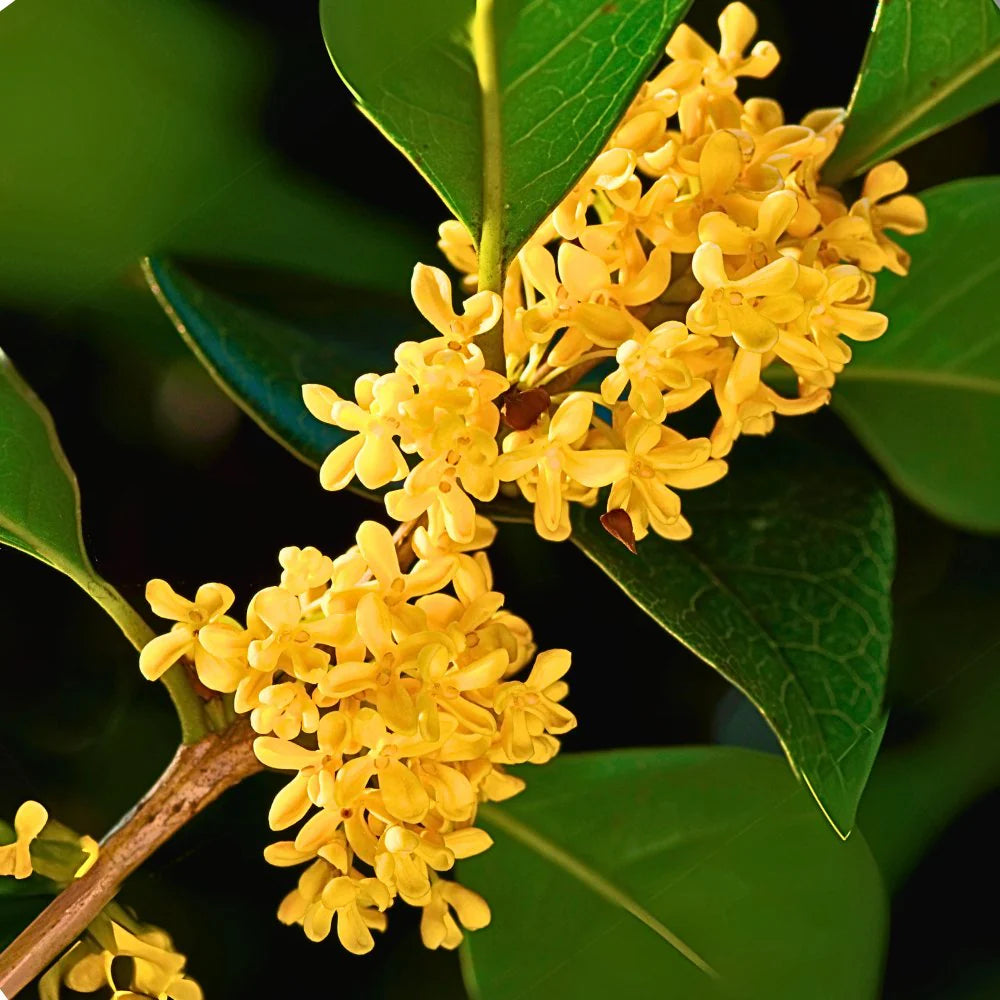 Gelbe Osmanthus fragrans Blume Samen für einfaches Anpflanzen