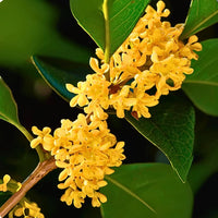 Gelbe Osmanthus fragrans Blume Samen für einfaches Anpflanzen