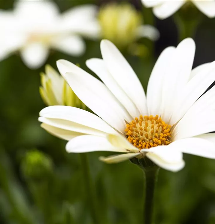 Weiß Kapkörbchen Blumensamen zur Aussaat – leuchtend Blüten – Traditionssorte & ohne Gentechnik Samen Hausgarten
