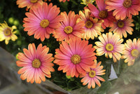 Orange und Blau William Kapkörbchen Blumensamen zur Aussaat leuchtend Blüten Traditionssorte & ohne Gentechnik Samen Hausgarten