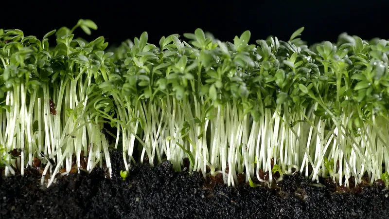 Cress Blumensamen zur Aussaat kompakt Wuchs Traditionssorte & ohne Gentechnik Samen Hausgarten