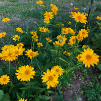 False Sonnenblume Samen zur Aussaat sonnenliebend Traditionssorte & ohne Gentechnik Samen Hausgarten