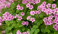 Sauerklee Rosa Blumensamen – ideal zur Aussaat Garten