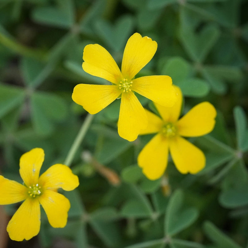 Gelb oxalis laciniata blume samen for anpflanzung - garten favorite, heirloom & gmo free samen for home garten
 
 sale for anpflanzung in home garten