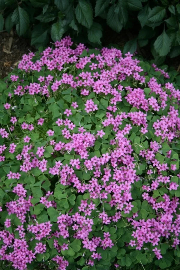 Oxalis (oxalis spring) samen for anpflanzung in home garten