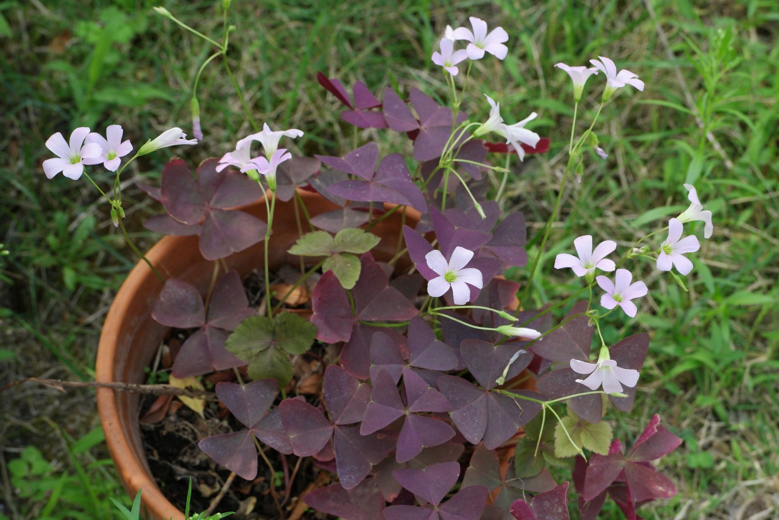 Lila Sauerklee Stricta Blumensamen zur Aussaat Drought verträglich Traditionssorte & ohne Gentechnik Samen Hausgarten