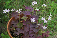 Lila Sauerklee Stricta Blumensamen zur Aussaat Drought verträglich Traditionssorte & ohne Gentechnik Samen Hausgarten