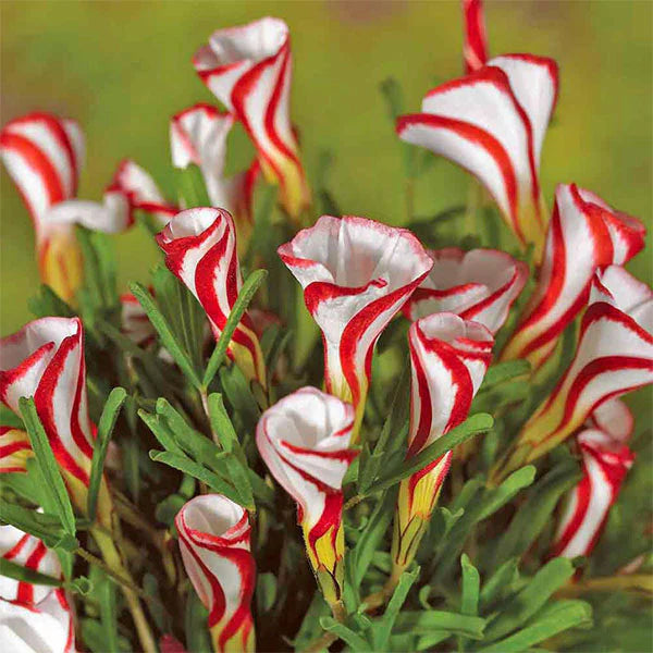 Sauerklee Versicolor Blumensamen zur Aussaat pflegeleicht Traditionssorte & ohne Gentechnik Samen Hausgarten