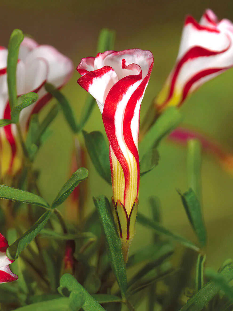 Rot Weiß Candy Cane Blumensamen zur Aussaat leuchtende einjährige Blüten