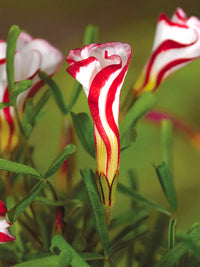 Rot Weiß Candy Cane Blumensamen zur Aussaat leuchtende einjährige Blüten
