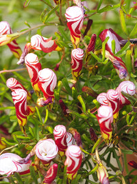 Rot Sauerklee Versicolor Blumensamen zur Aussaat – robust Sorte – Traditionssorte & ohne Gentechnik Samen Hausgarten