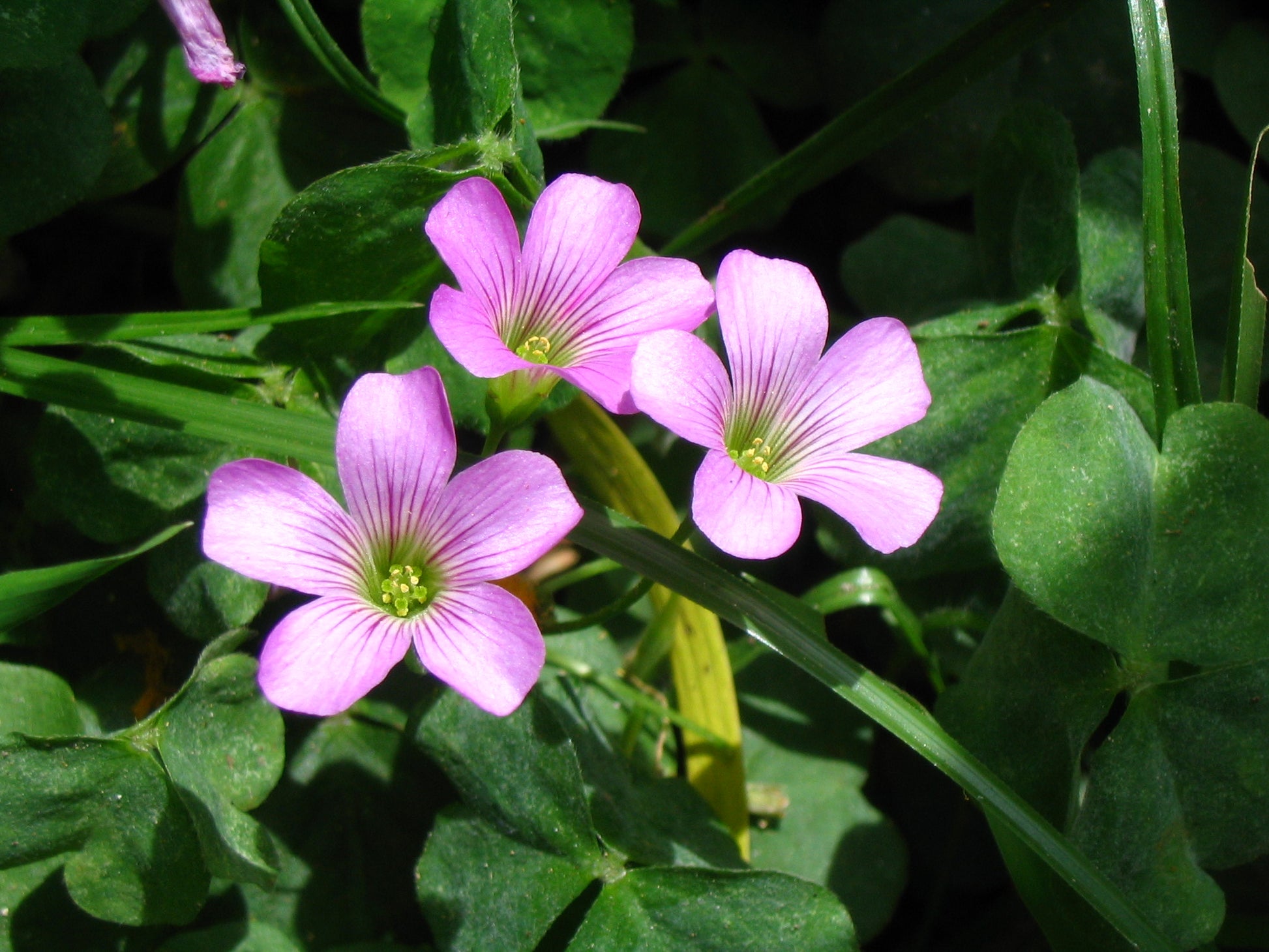 Grün Lila Sauerklee Corymbosa Blumensamen zur Aussaat – Wildblume Mischung – Traditionssorte & ohne Gentechnik Samen Hausgarten