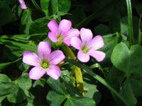 Grün Lila Sauerklee Corymbosa Blumensamen zur Aussaat – Wildblume Mischung – Traditionssorte & ohne Gentechnik Samen Hausgarten