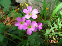 Grün Lila Sauerklee Corymbosa Blumensamen zur Aussaat – Wildblume Mischung – Traditionssorte & ohne Gentechnik Samen Hausgarten