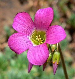 Weiß Rosa Sauerklee Laciniata Blumensamen zur Aussaat lang Blüte Saison Traditionssorte & ohne Gentechnik Samen Hausgarten