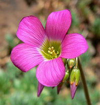 Weiß Rosa Sauerklee Laciniata Blumensamen zur Aussaat lang Blüte Saison Traditionssorte & ohne Gentechnik Samen Hausgarten