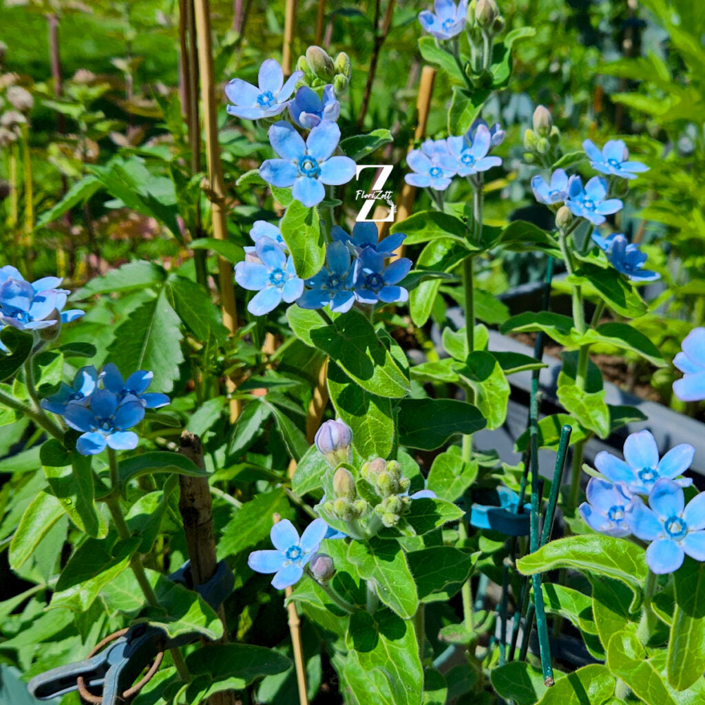 Tweedia Blumensamen zur Aussaat – leuchtend Blüten – Traditionssorte & ohne Gentechnik Samen Hausgarten