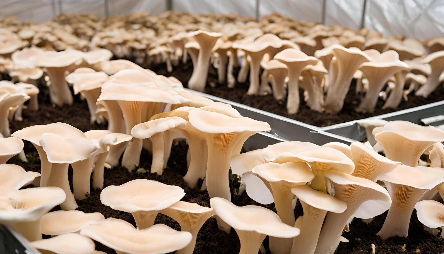 Oyster Pilz Samen für einfache Aussaat