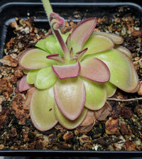 Butterwort Blumensamen zur Aussaat – Anzucht – Traditionssorte & ohne Gentechnik Samen Hausgarten