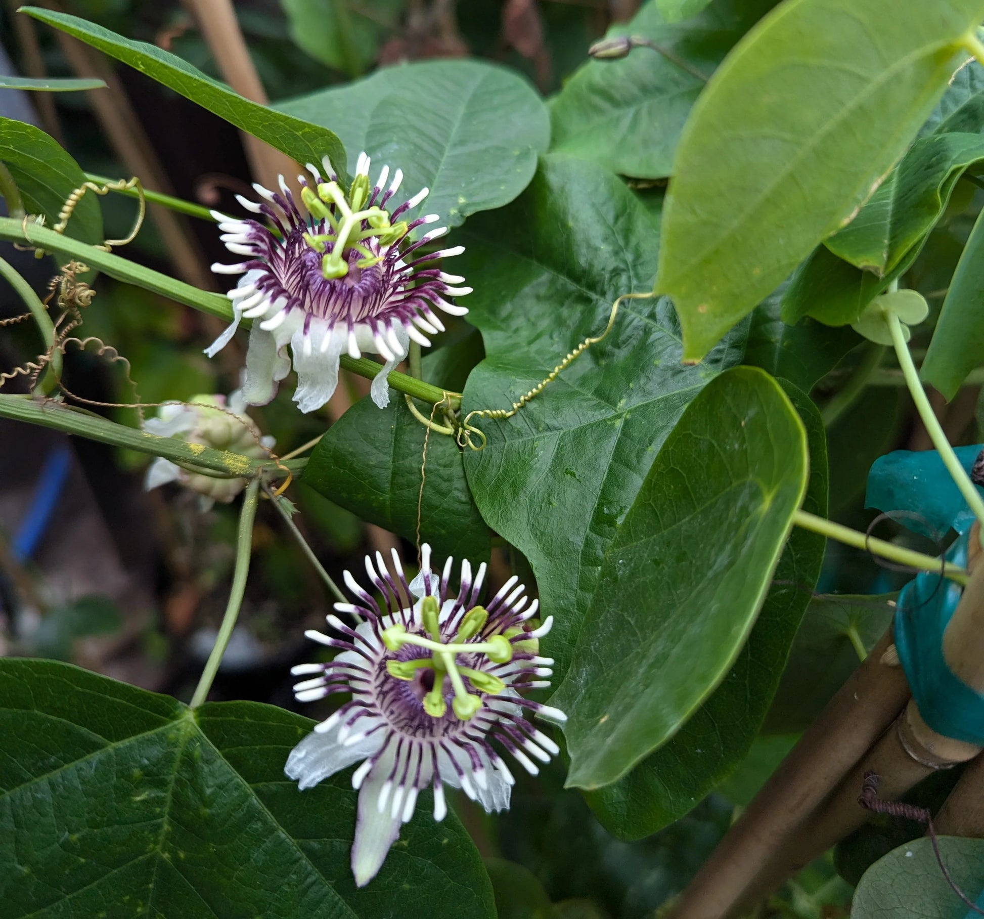 Colinvauxii Passion Blumensamen zur Aussaat – farbenfroh Schau – Traditionssorte & ohne Gentechnik Samen Hausgarten